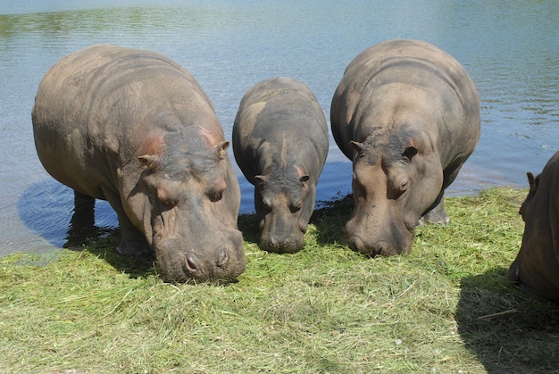 Three hippos one is a baby