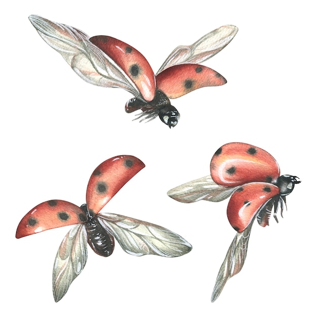 Three ladybugs in flight from different angles Watercolor illustration Isolated objects set on a white background For decoration and design compositions of cards posters stickers flower