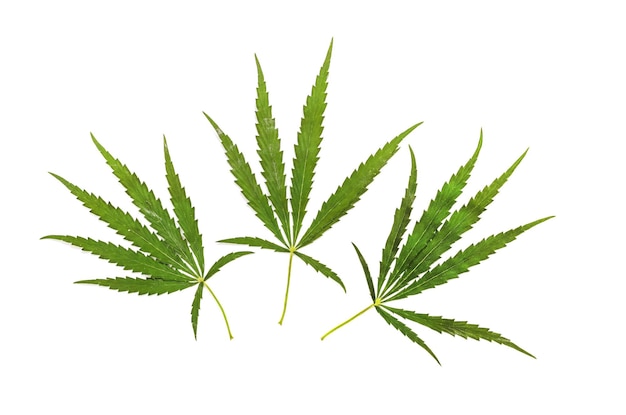 Three leaves of food cannabis isolated on white background