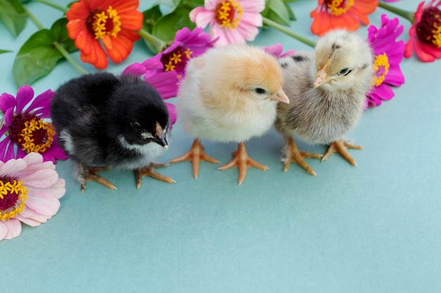 Three little chick on a blue background .