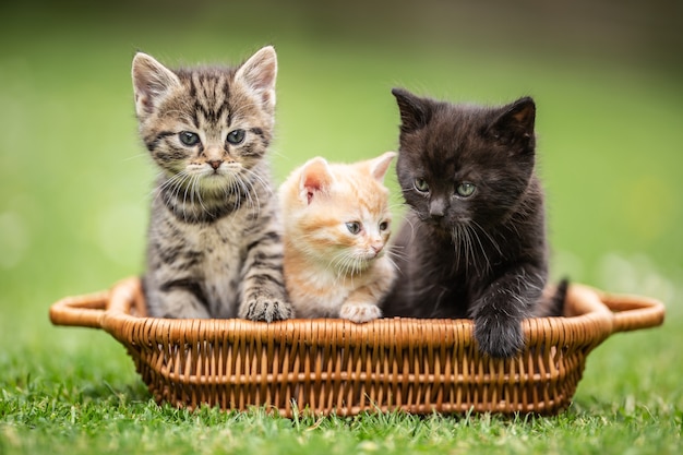 Three little colorful kittens are curiously sitting in the brown basket in the garden.