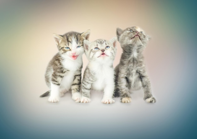 Three little kittens together on bokeh background