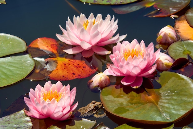 Three lotus flowers on a summer lake