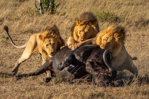 Photo three male lion feed on cape buffalo