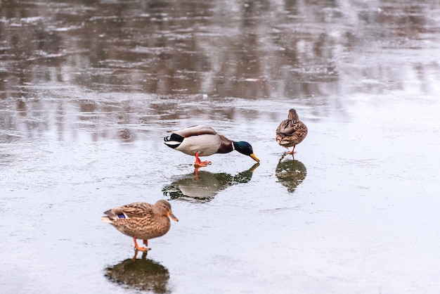 Three mallard ducks walking on an icy pond