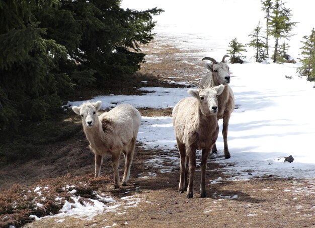 Photo three mountain goats are standing on a dirt road