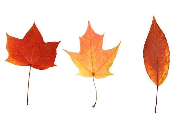 Three natural maple leaves isolated on white background