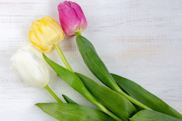 Three natural tulips on a white background.