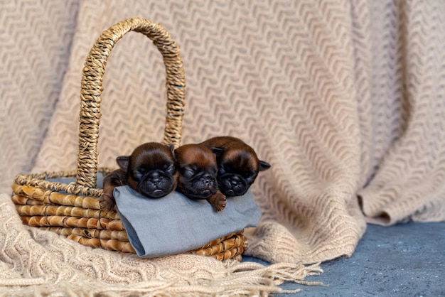 Three newborn puppies sweetly sleeping in a basket High quality photo