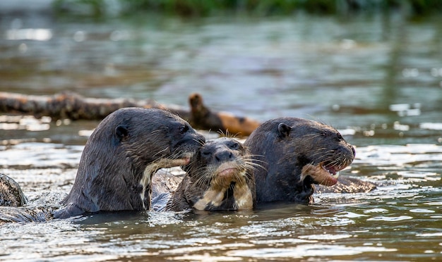 Three otters in the river