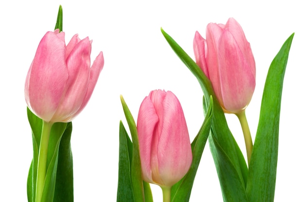 Three pink tulips