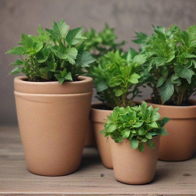 Photo three pots of green basil are on a wooden table