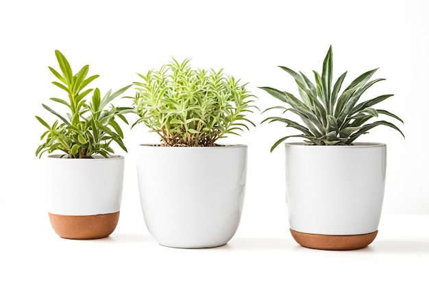 Three potted plants with white pots and brown bottoms on a white background