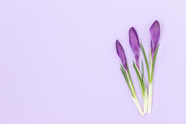 Three purple crocus flowers on a purple wall