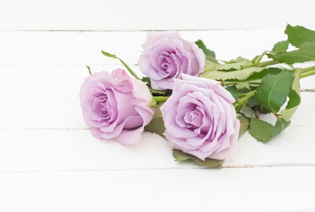 Three purple roses on a white painted wooden background