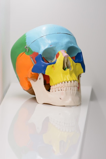 Three quarters view of coloured plastic educational model of a human skull on black background