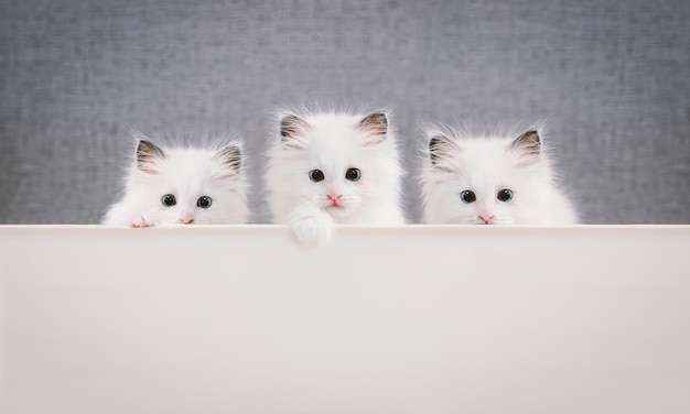 Three ragdolls, a cute and pretty white kitten with a surprised expression