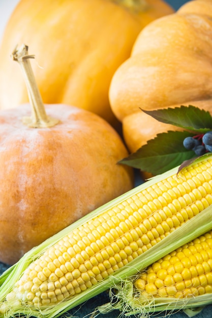 Three raw pumpkins and two corn cobs with blue autumn berries and leaves