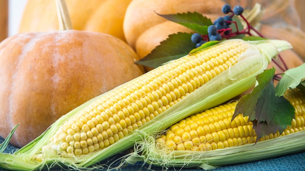 Three raw pumpkins and two corn cobs 