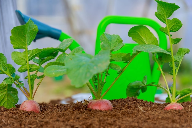 Three red radishes grow in the soil on a background of watering cans Round red radish with green leaves Agriculture