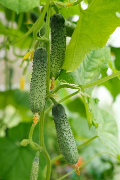 Three ripe green cucumbers hang on a branch in a greenhouse next to each other against a background of leaves.