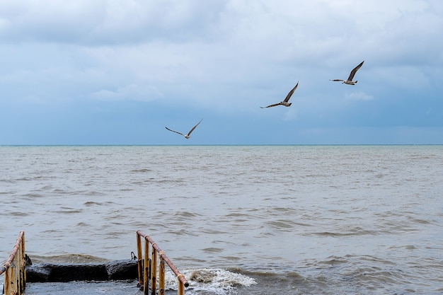 Three seagulls flying over the Black sea