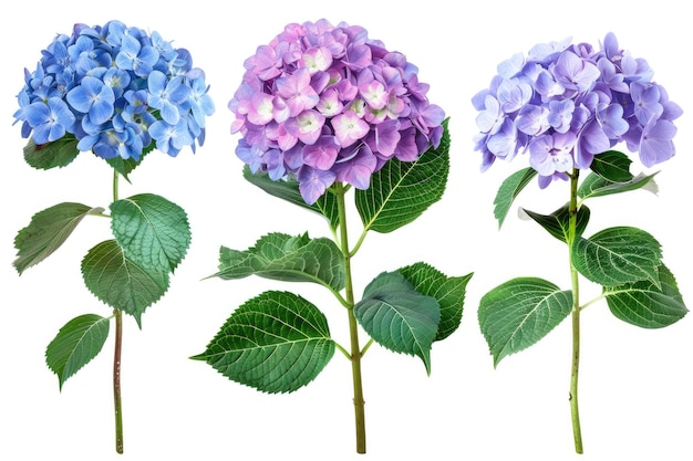 Three Sets of Hydrangeas with Bushy Leaves Isolated on Transparent Background