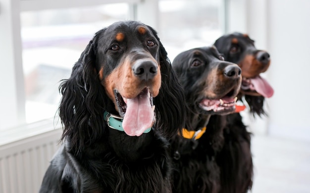 Three setter dogs sitting with mouth open and tonque out at home doggy pets indoors at room with day