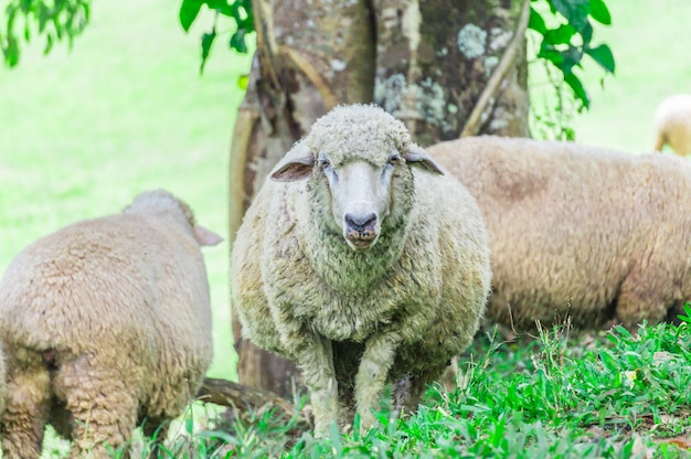 Three sheep under a tree in a lawn.Two sheep stood facing back.