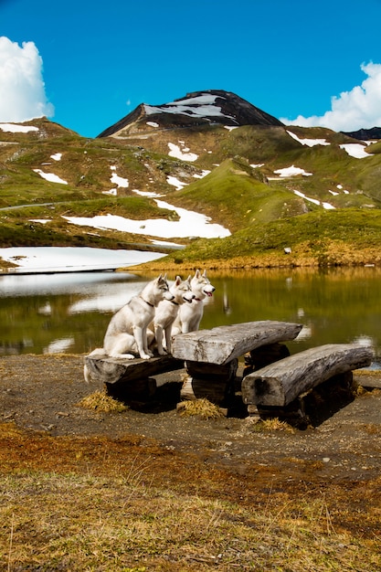 Three Siberian Huskies in nature