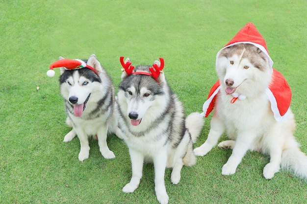 Three siberian husky dressed santa clus and sit on the green grass