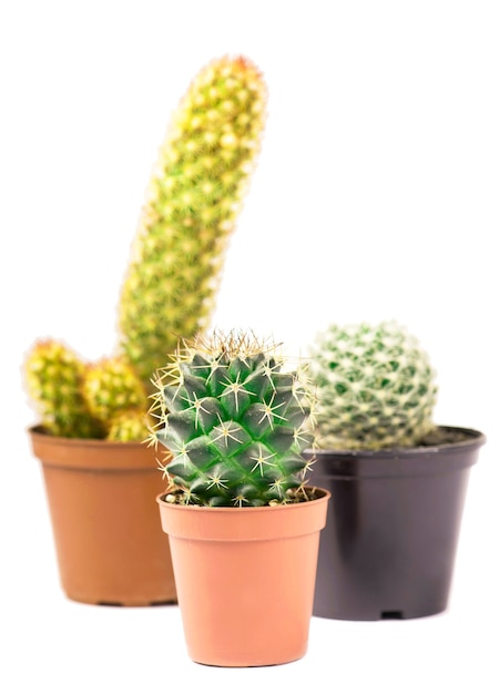 Three small cactuses isolated on white background