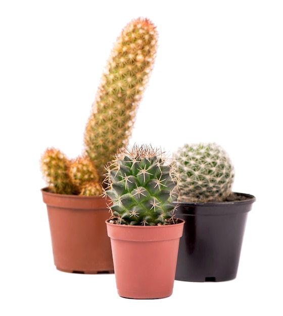 Three small cactuses isolated on white background