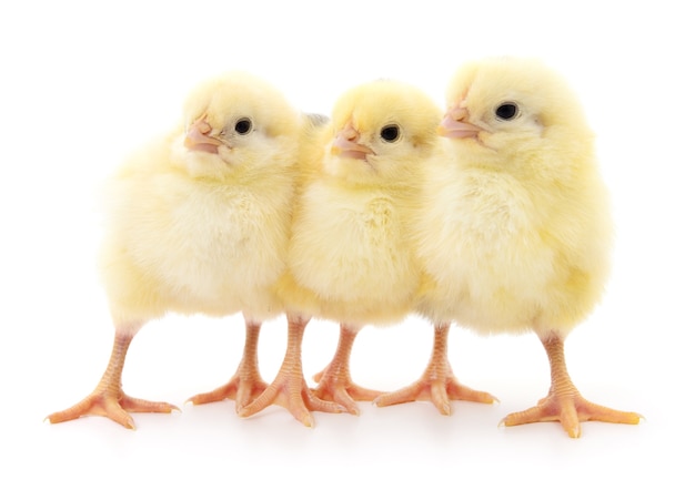 Three small chickens isolated on white background.