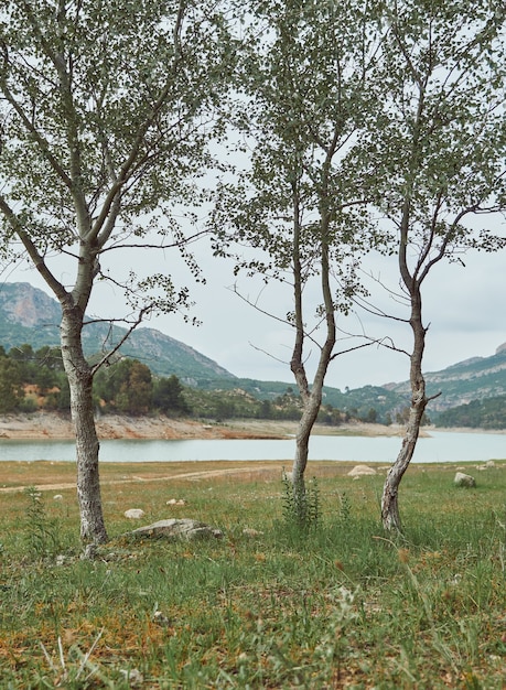 Three small trees in a meadow by a lake