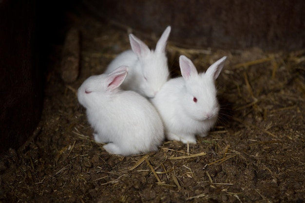 Three small white rabbits on a dark background