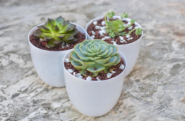 Photo three succulents potted in white pots