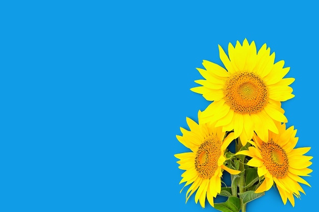 Three sunflower flowers on a blue background from the right, copy space