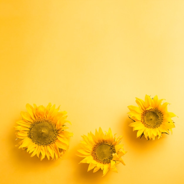 Three sunflowers head on blank yellow background