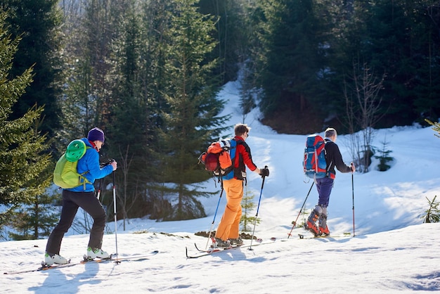 Three travelers skiers hiking in snow uphill through mountain forest on sunny cold winter day