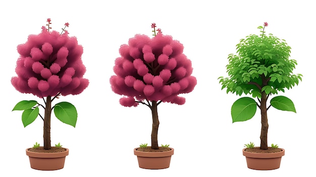 three trees in pot with leaves