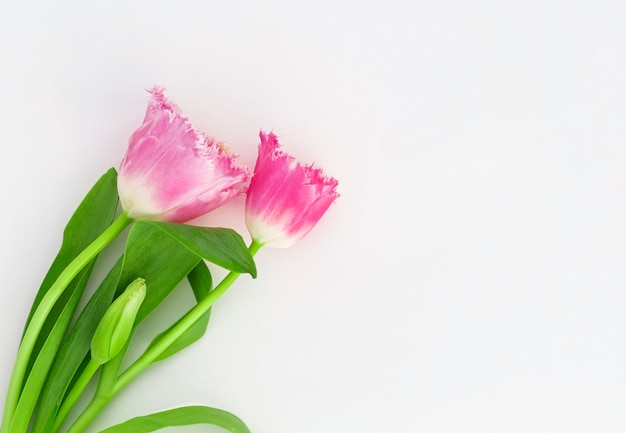 Three tulips on a white background with a copy of the space