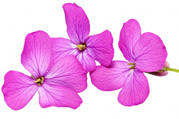 Three  violet flowers.Closeup on white background. Isolated .