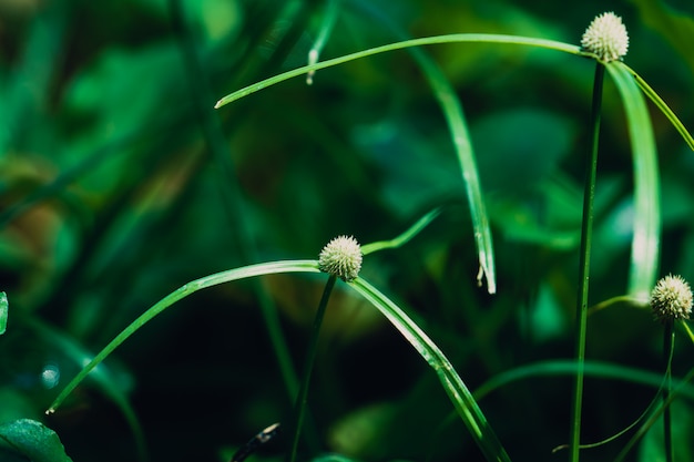 Three-ways Grass Flower in the rain forest.