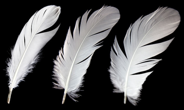 three white feather isolated on black background.