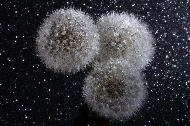 Three white fluffy round dandelions on a black starry background