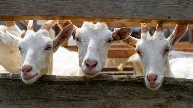 Three white goats behind the fence.