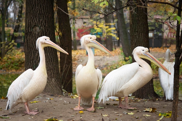 Three white pelicans with large beaks tufts and big paws in an autumn park among the trees