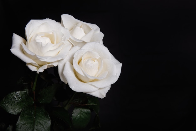 Three White roses on black