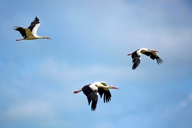 Three white storks flying in the sky